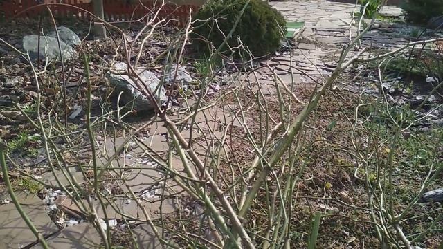 Мои ошибки  Трещины побегов роз, удалять или нет
