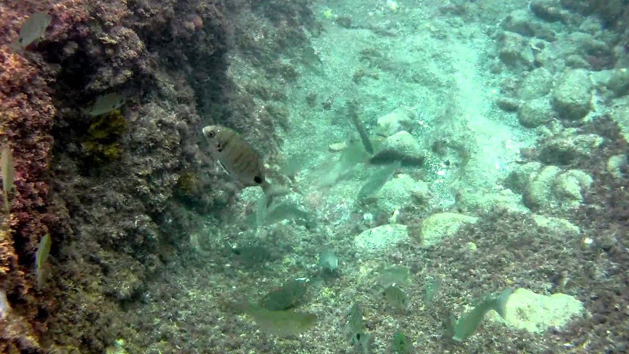 Underwater Atlantic ocean Tenerife Spain 2012