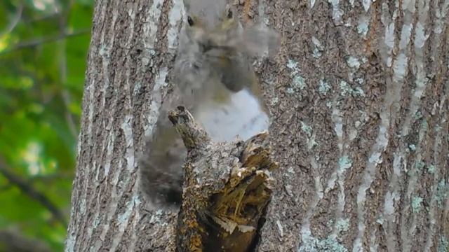 Day 2 with Nikon Coolpix B500 - Squirrel