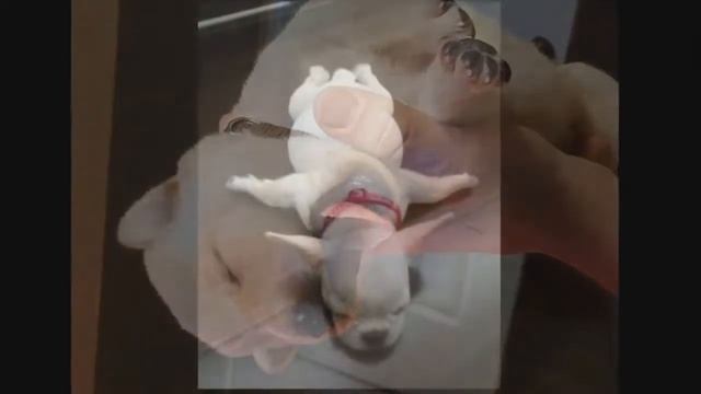 Во набегались   спящие щенки