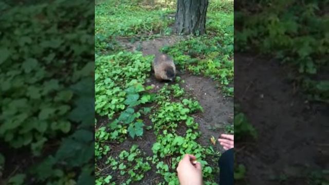 Animal Planet York U