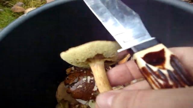 Охота за грибами