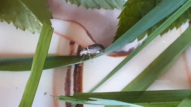 вредитель огорода - серый свекловичный долгоносик (Tanymecus palliatus)