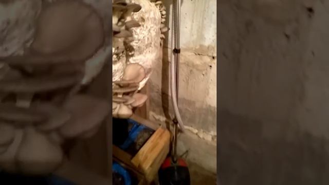 Автоматика для моей грибарни