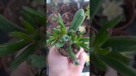 Crassula Ovata Gollum Shrek Kulagı