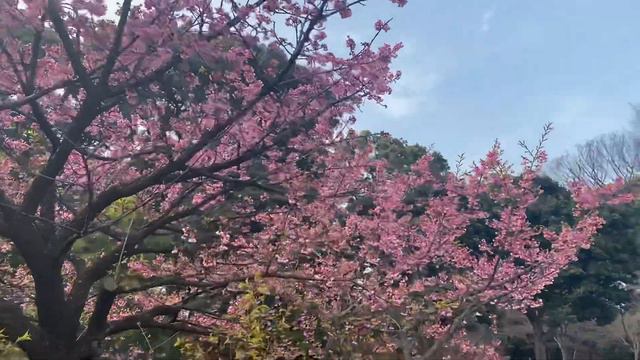 Ryukyu Okinawa Higan Sakura at the imperial palace 琉球彼岸桜 皇居