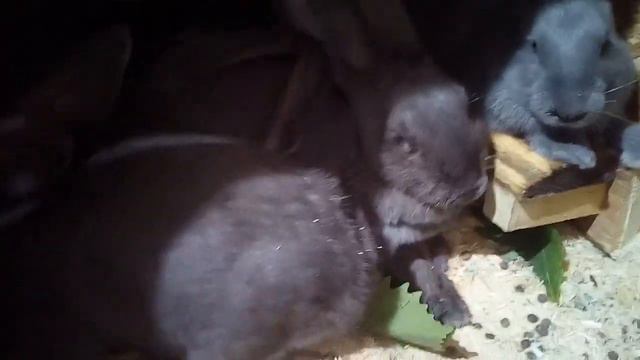 Сколько надо места для молодняка кроликов для доращивания на мясо