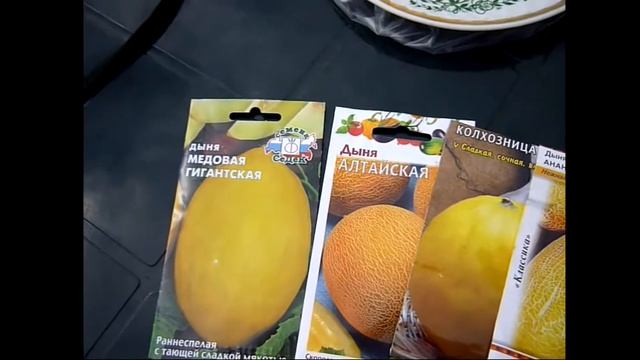 Маленький секрет Как Проращивать семяна ДЫНИ И ТЫКВЫ. Сорта Тыквы и Дыни для Сибири.
