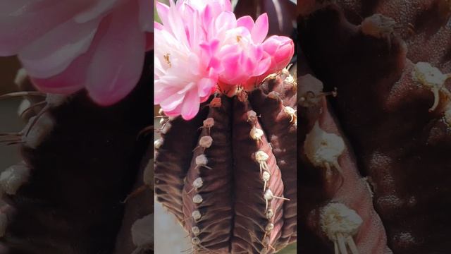Gymnocalycium black