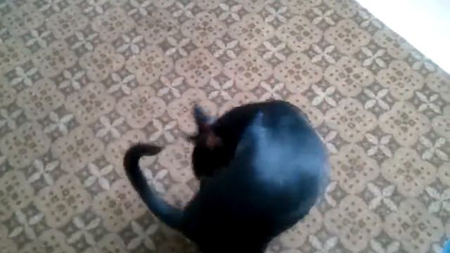 Видео0013 Hvost cut