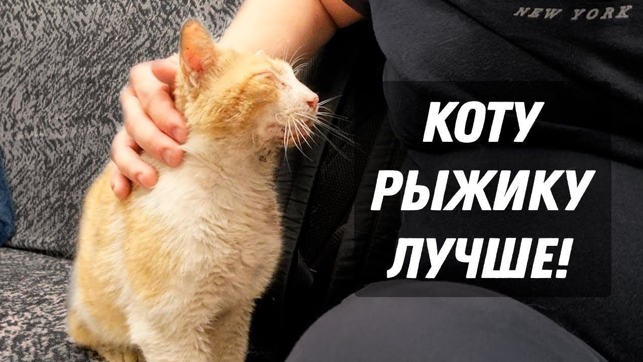 Коту Рыжику лучше с каждым днем!