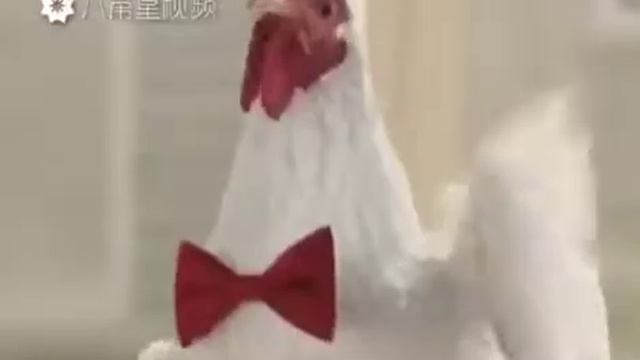 2017 год петуха