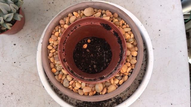 A Super Easy Way to Repot Succulents | Garden Chores | Leaf and Designs | Echeveria Topsy Turvy