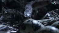 Les Secrets Des Serpents [HD]