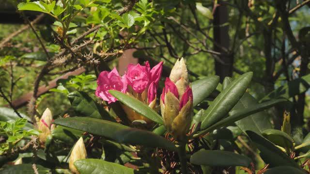 Ботаническому саду ННГУ исполнилось 90 лет || Парламентский день Законодательного собрания НО
