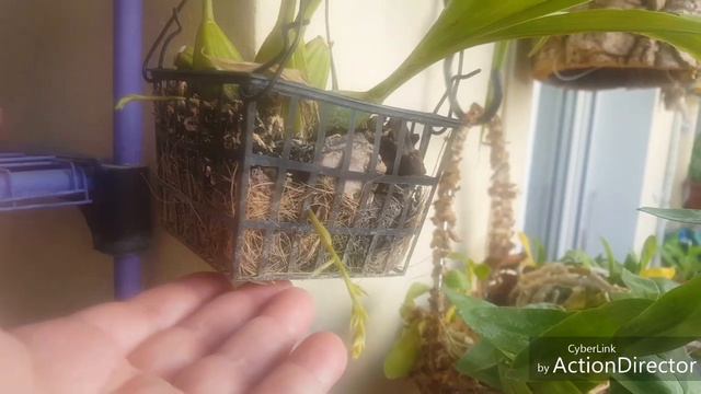 Τρέις κίτρινες ορχιδέες το Σεπτέμβριο-gongora,brassavola yellow bird,paph.concolor(αρωματικό?)