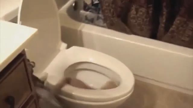 Невороятный кот
