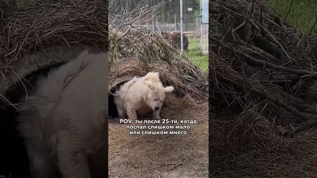 Лайк, если это видео про тебя