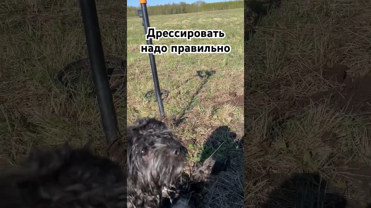 Чудеса дрессировки #коп #кладоискатель #собака #хламхантерс  #metaldetecting