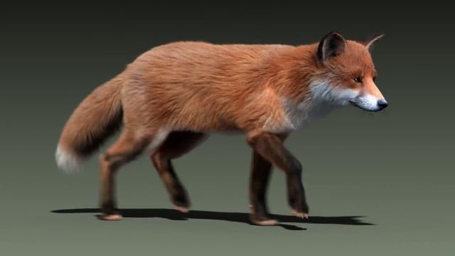 Red fox run cycle animation