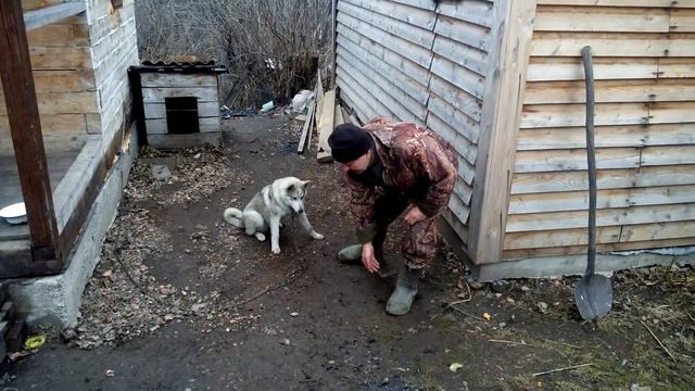 Тренировка Байкала   ему   5 с половиной  месяца