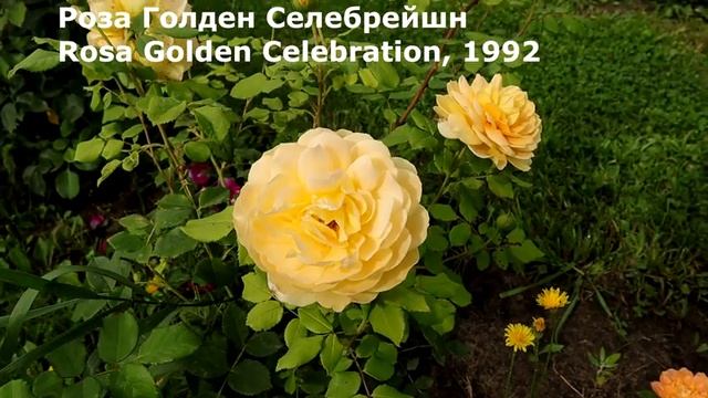 +20 новых роз Д.Остина, продолжение, моя коллекция - 63 англичанки!