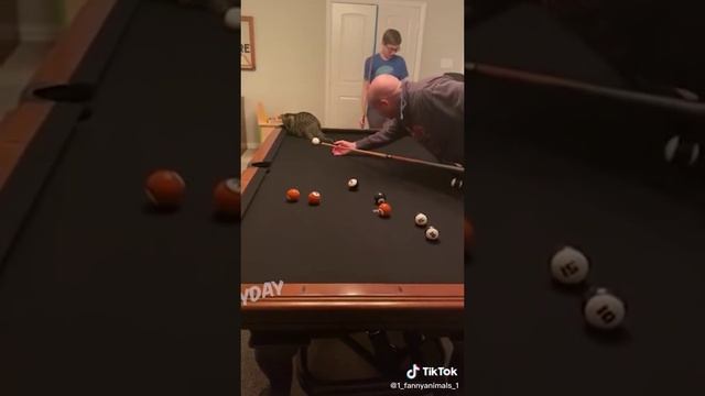 Приколы до слез. Домашние животные. смех до слез. 92 часть