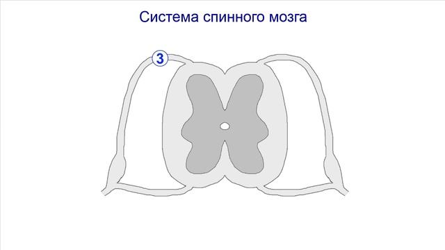 Нервная ткань и нервная система