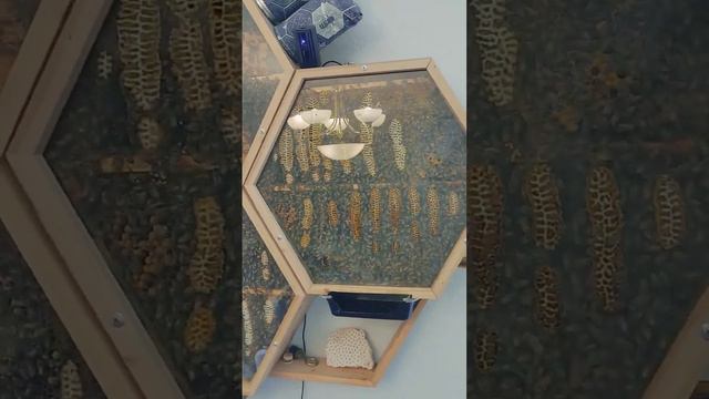 Мужчина сделал улей с прозрачными стенками, чтобы можно было наблюдать за пчёлами