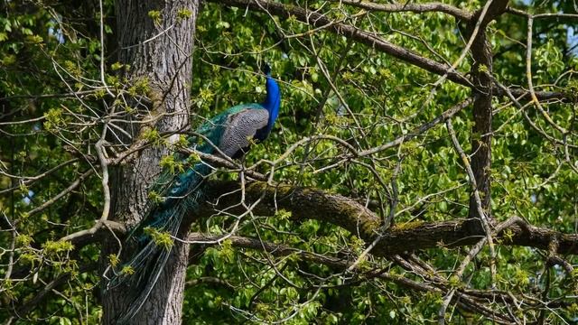 Пение птиц на юге Сицилии