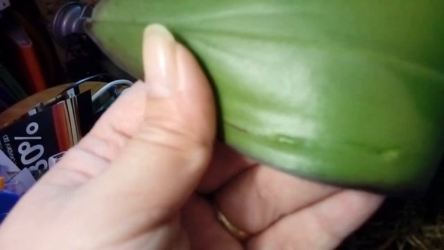 Зелёные бугорки с обратной стороны листа фаленопсиса.