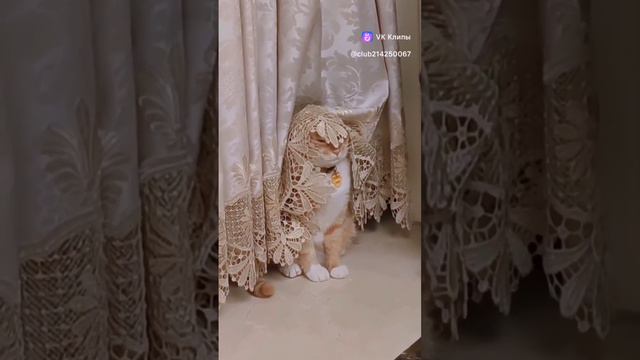 Идеальное сочетание