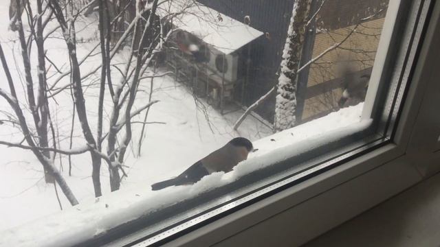 Снегири на подоконнике. Подкорм птиц зимой. Злые Снегирихи bullfinches