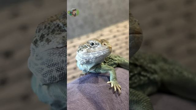 Король Фалько в мире ошейниковых игуан ?