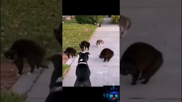 коты короли