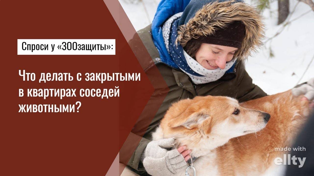 Спроси у «ЗООзащиты»: Что делать с закрытыми в квартирах соседей животными?