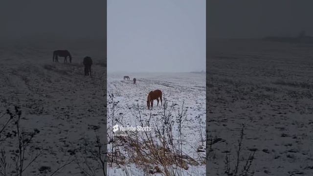 Ангелы