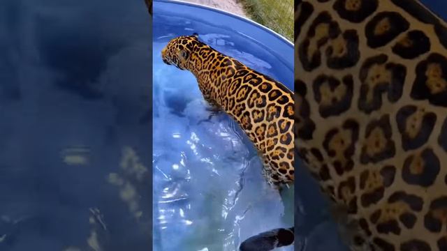 Jaguar Cools Down!