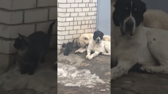 САМЫЙ КРУТОЙ КОТ В МИРЕ !