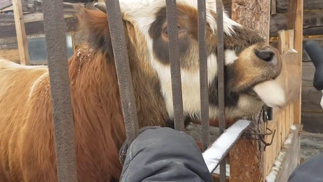 Замер быка перед забоем