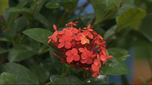 Cottage Farms Jungle Fire Ixora Patio Tree on QVC