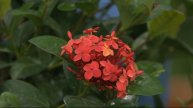 Cottage Farms Jungle Fire Ixora Patio Tree on QVC