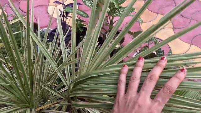 All about my Dracaena collection  Best shade loving plant Dracaena Varieties in my garden