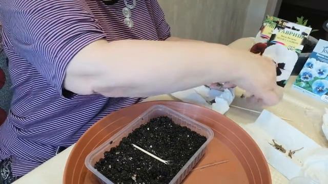 Сеем петунию на рассаду 💮 Как посеять семена петунии