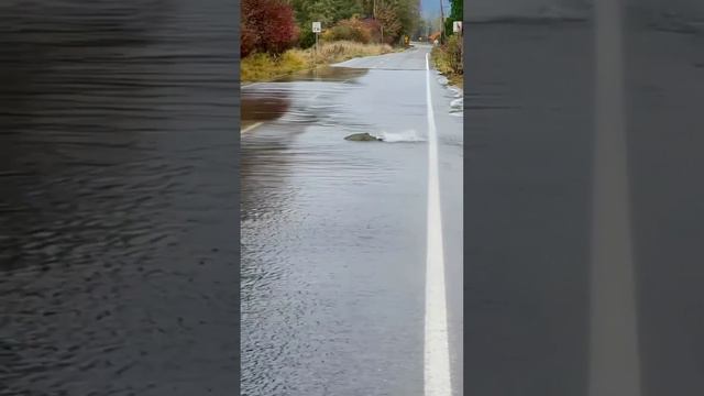 рыба переходит через дорогу