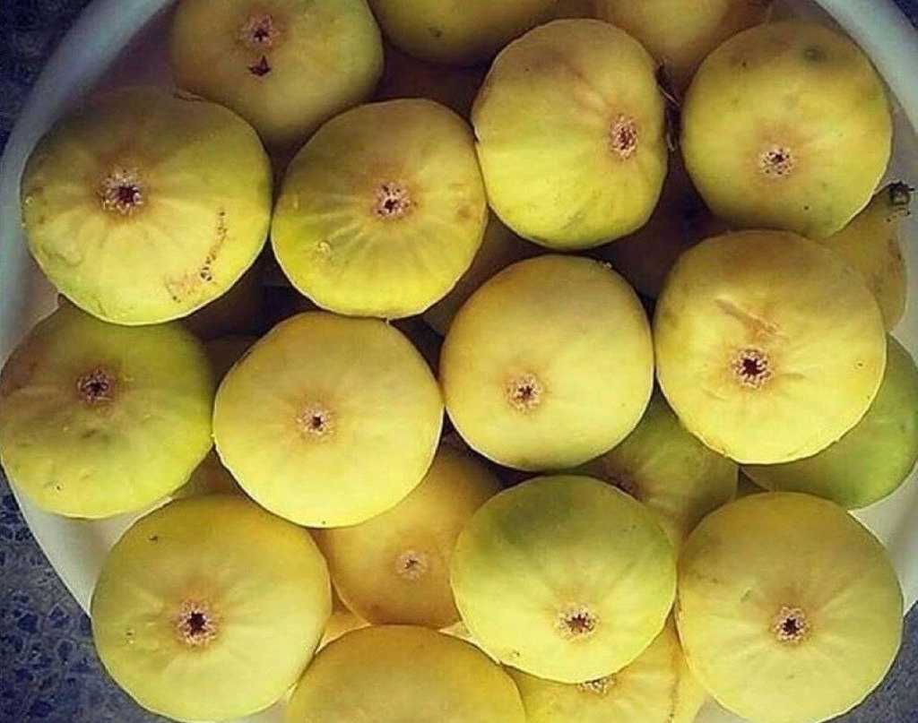 Инжир узбекский, желтый
 (так в Крыму его называют)