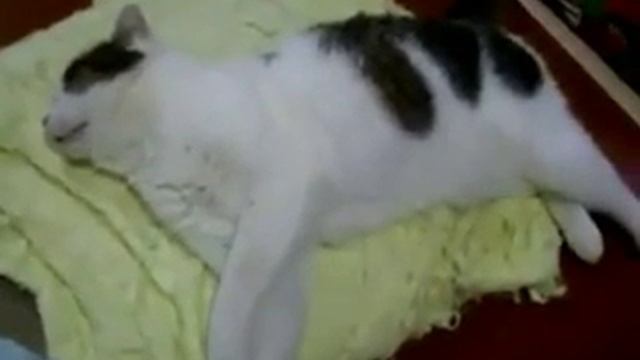 кот бежит во сне / o gato corre durante o sono