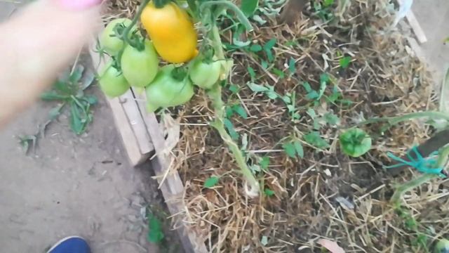 Томат Носики- курносики .