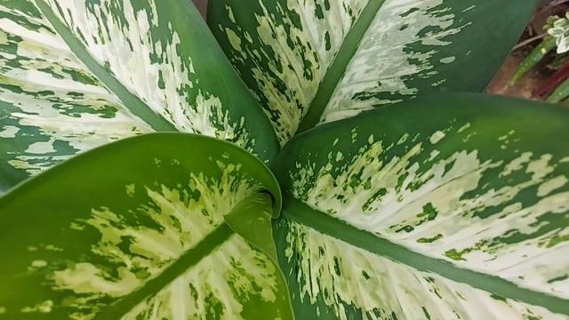 Dieffenbachia plant complete care.soil, fertilizer. ডিফেনবাকিয়া গাছের পূর্ণ যত্নের tips, মাটি,, সার