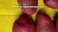 Сорт картофеля Сюрприз для диетического питания. Potato seeds Surprise.